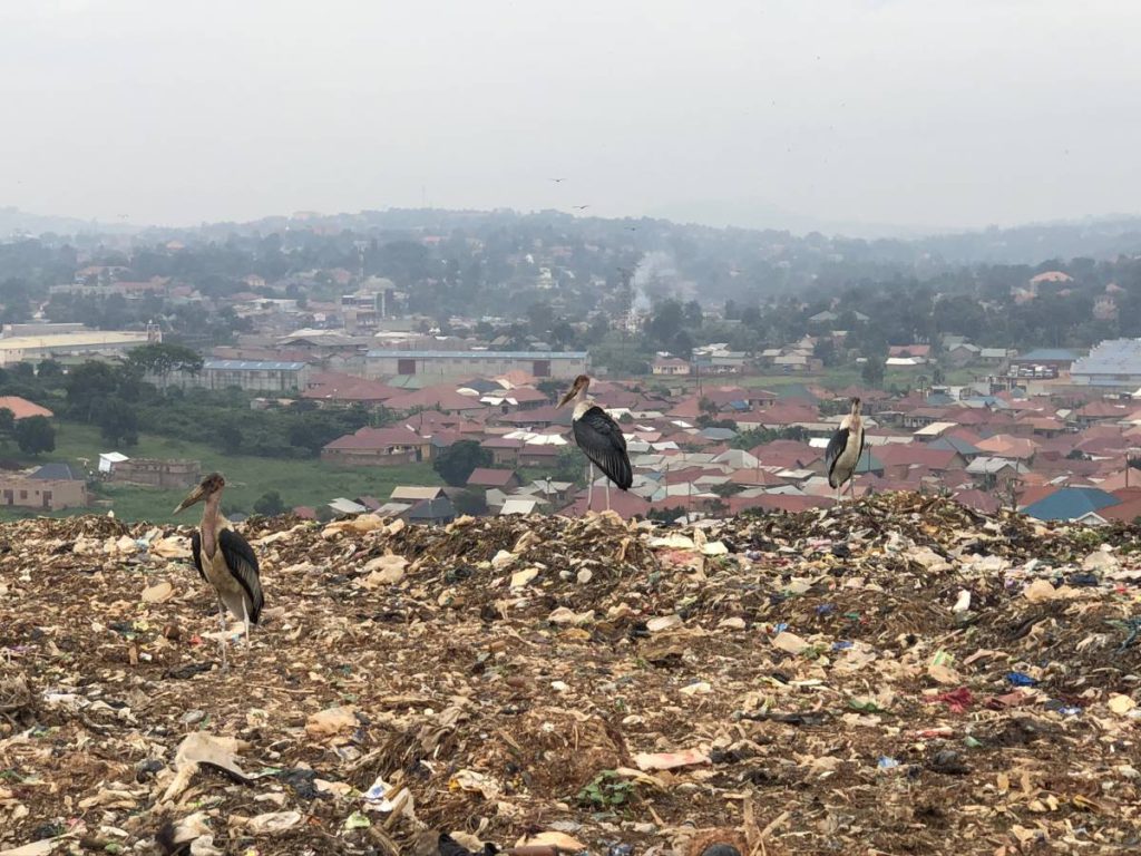 Tiere Kampala Mülldeponie Kiteezi Landfill