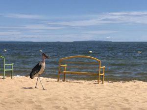 Marabu am Victoriasee Spennah Beach Uganda