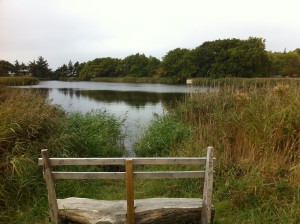 Teich im NABU Wasservogelreservat Wallnau auf Fehmarn in Schleswig-Holstein