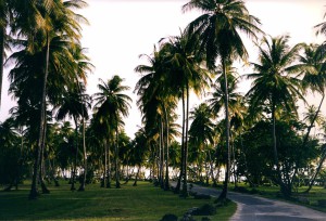 Tobago Palmen am Straßenrand