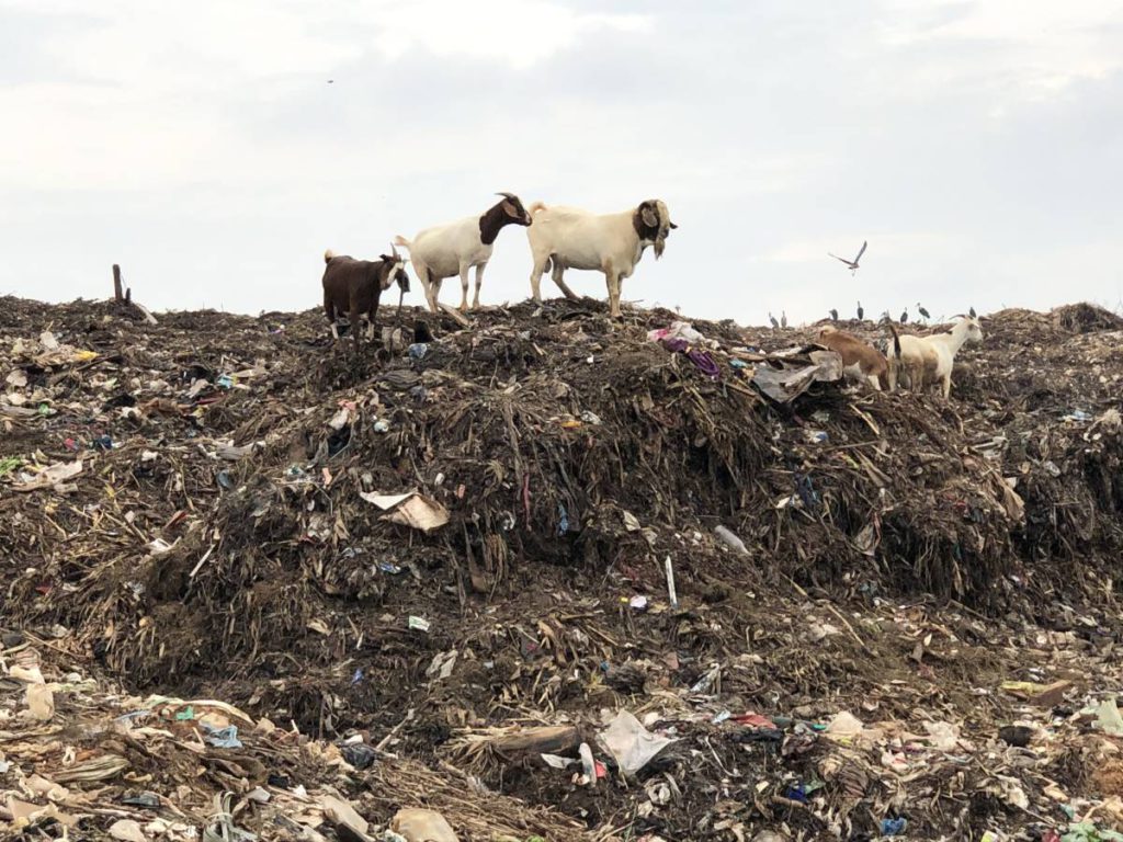 Ziegen Kiteezi Landfill Mülldeponie Kampala in Uganda